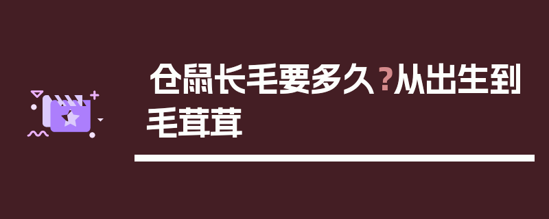 仓鼠长毛要多久？从出生到毛茸茸