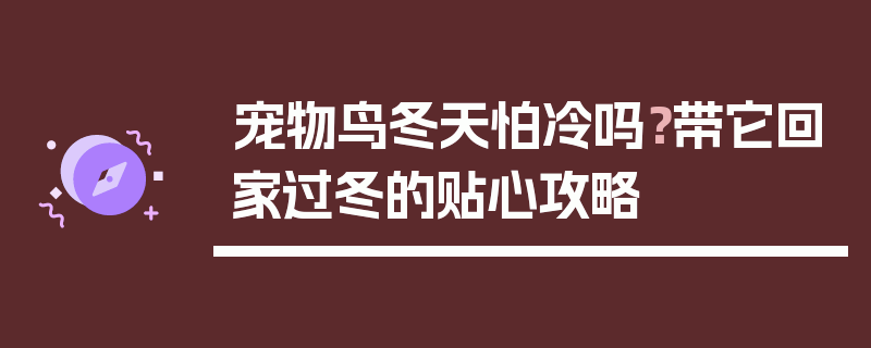 宠物鸟冬天怕冷吗？带它回家过冬的贴心攻略