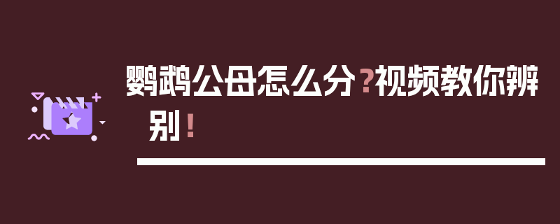 鹦鹉公母怎么分？视频教你辨别！