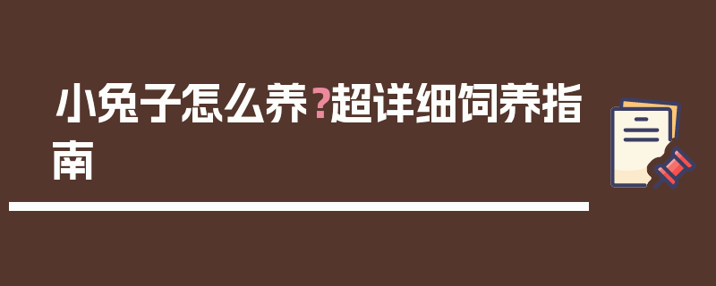 小兔子怎么养？超详细饲养指南